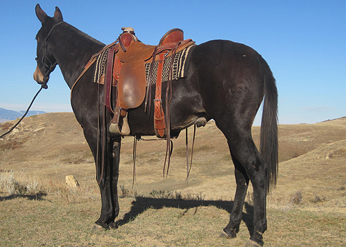 Modified Association Saddle